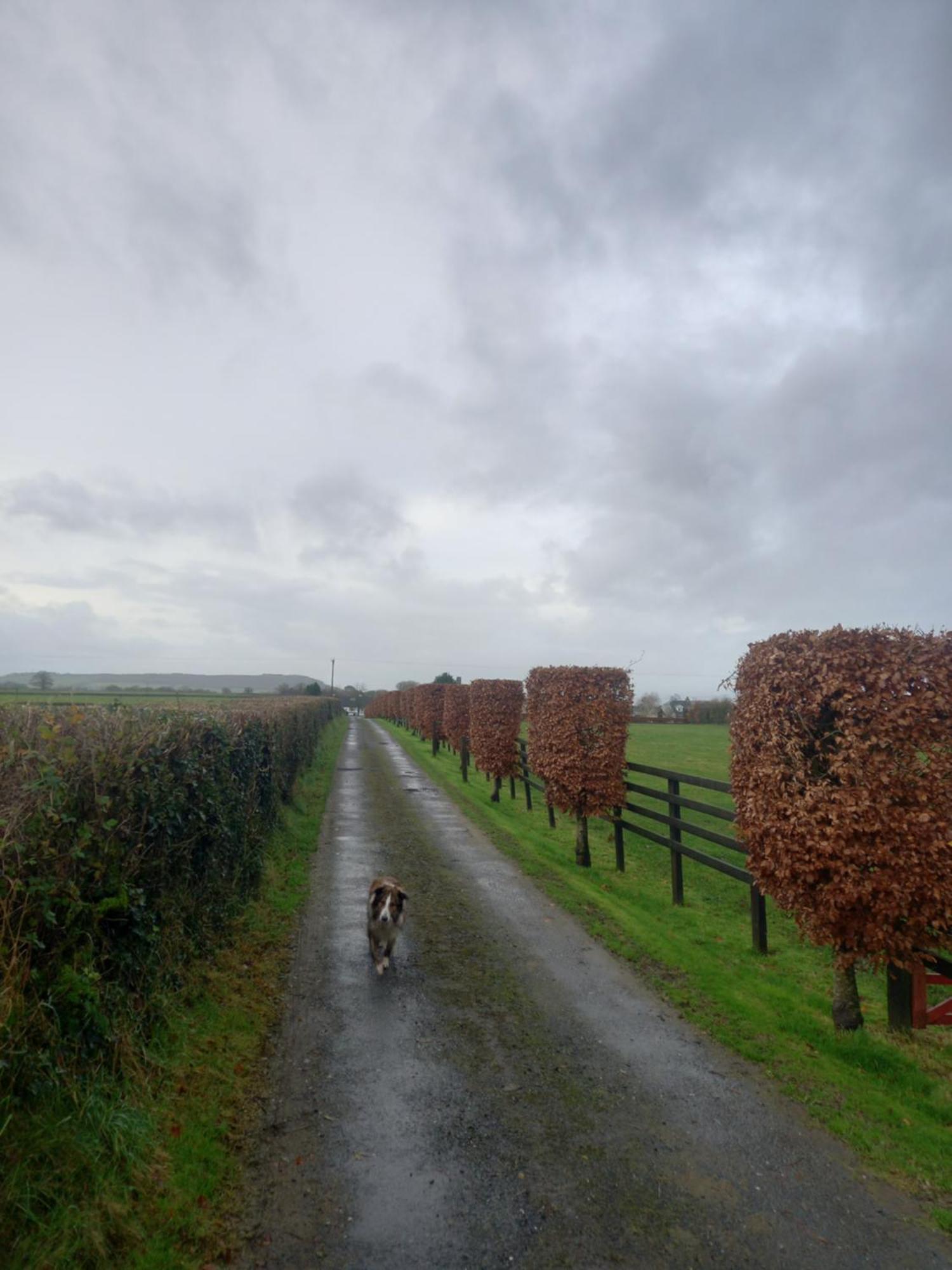 Kitty'S Cottage - Horse And Jockey, Cashel Thurles Exterior foto